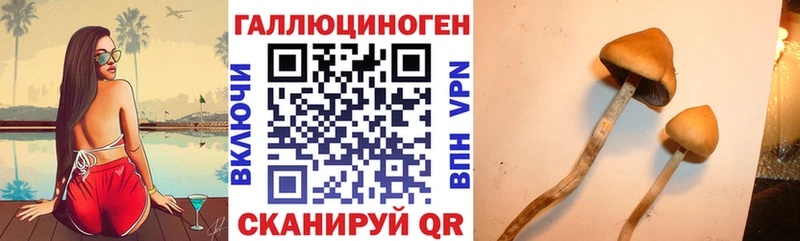 Галлюциногенные грибы Psilocybe цены наркотик Боровичи