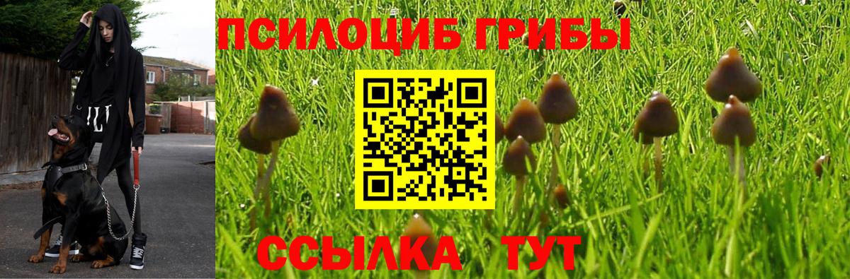 Галлюциногенные грибы Psilocybe Боровичи